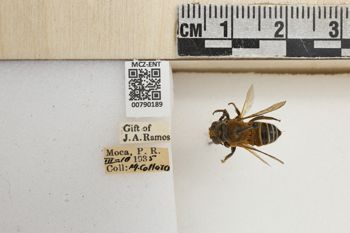 Media type: image;   Entomology 790189 Aspect: Labels